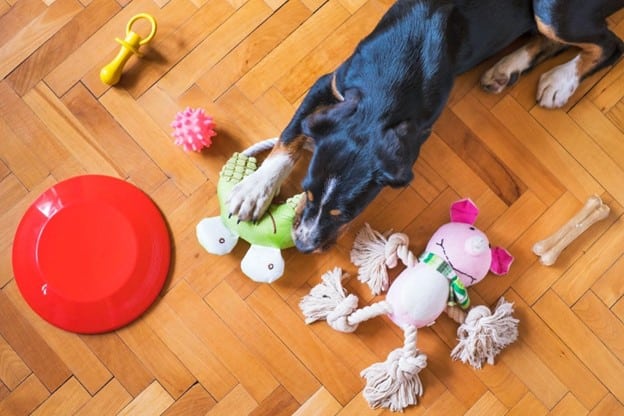 Dog Toys