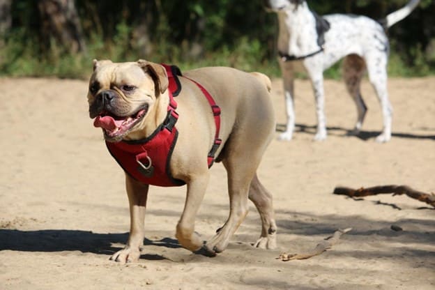 Dog Harnesses